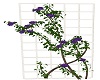 Purple Rose Fence