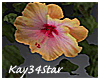 Hibiscus Vine Orange