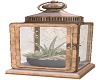 Lantern + Plant