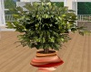 {iSC} Adrianna plant