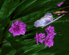 GP*Arbust Flowers