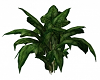Leafy Tropical Plant 3