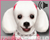 [FC] French Poodle Pet