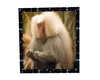baboon picture