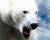 polarbear