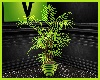 Lime Potted Fern Plant