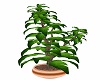 Bronze Potted Ficus 2