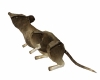 SteamPunk Rat