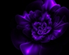 Light Purple Rose Club
