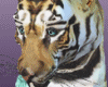 Bangle Tiger Head