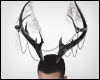 Antlers-Male