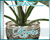 *A* Classique Plant