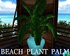 Beach Plant Palm