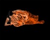 Playfull Orange Tiger
