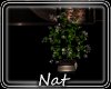 NT Always  Fancy Plant