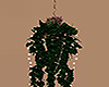 Hanging Ivy Lighted Up