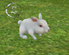 Z Animated bunny