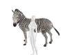 Zebra Pet