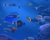 Sea Animated Fish