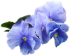 Blue Flower, Lillys