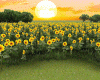 Y*Sunflower Field Room