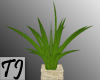 ^TJ^Wicker Palm Plant