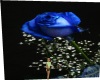 blue rose wall