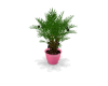 Plant2