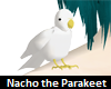Nacho the Parakeet