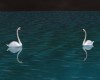 Animated Swans