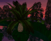 Moonlight  Palm