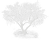 White Romantic Tree