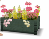 spring flowers