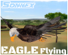 Eagle Flying