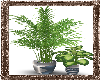 Serenity Plants