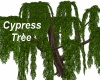 Realistic Cypress Tree