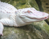 Withe Crocodile Pet