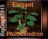 [BD] ElegantPhilodendron