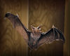 4Animated Bats 
