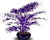 Purple Rave Plant*