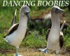 Dancing Boobies