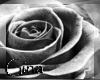 [VC]Blk&white rose I