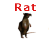 Running Rat 