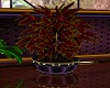 Red Fern Plant (R)