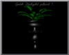 Goth Delight plant 2