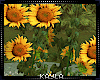 Sunflower Plants 🌻