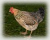 Animated Farm Chicken