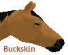 Horse - Buckskin