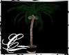 ||Plant Coconut Palm