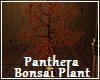Panthera Bonsai Plant
